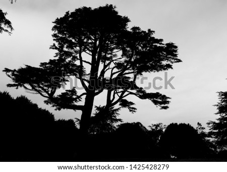 Similar – Image, Stock Photo maverick Tree Heathland