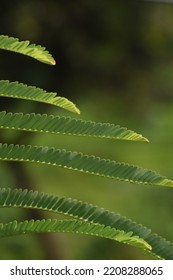 Different Lengths Of Leaves In Blurred Background 