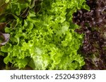 Different multicolor varieties of lettuce salad leaves background.  Green and red lettuce salad foliage top view closeup.