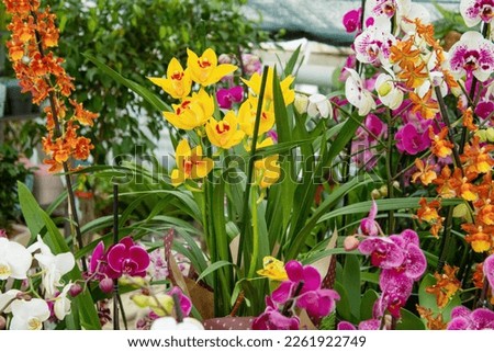Different multicolored orchids background. Grow colorful phalaenopsis flowers at home. The orchid is rare. Bright yellow pink flower. Orchid flowers and leaves collection. Flower arrangement. Floral