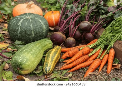 Different Organic autumn vegetables harvest in garden close up. Fresh carrot, beetroot, zucchini and colorful pumpkins on soil ground - Powered by Shutterstock