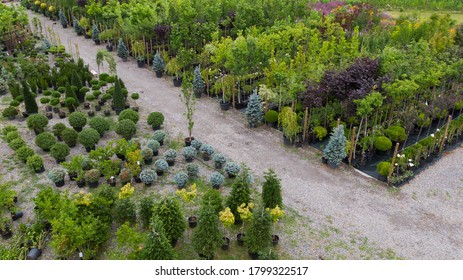 Different ornamental plants on the local farm to grow seedlings of trees and shrubs. A set of beautiful plants, a view from above