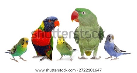 Different parrots on white background. Cute pet