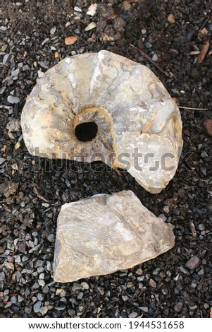 different petrifications from shell limestone
