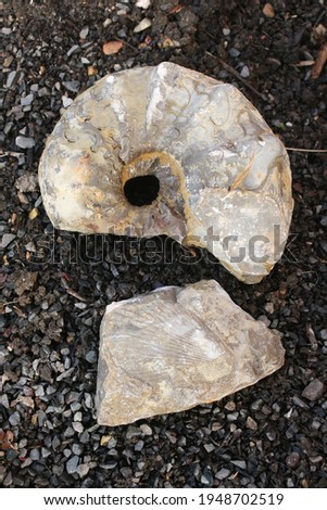 different petrifications from shell limestone