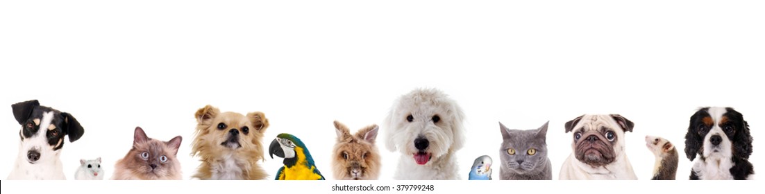Different pets in a row - Shutterstock ID 379799248