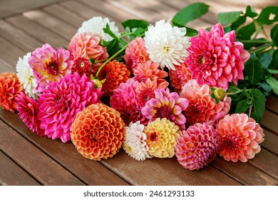 Different pink, orange and white Dahlia flowers. Colorful dahlia garden flowers, wallpaper backdrop. Blossoming dalias bloom