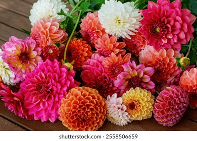 Different pink, orange and white Dahlia flowers. Colorful dahlia garden flowers, wallpaper backdrop. Blossoming dalias bloom