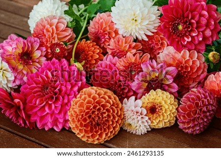 Different pink, orange and white Dahlia flowers. Colorful dahlia garden flowers, wallpaper backdrop. Blossoming dalias bloom