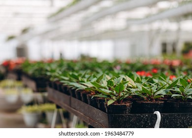 Different Plants In Flowerpots In The Garden Centre