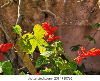 Different plants in a garden.  - Shutterstock ID 2394910765