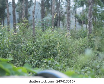 Different plants in a garden. 