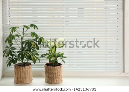 Similar – Image, Stock Photo Indoor plant with shade behind the curtain