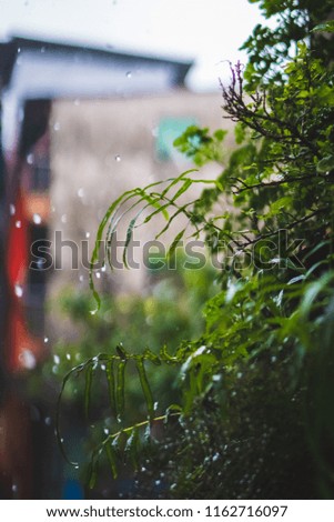 Similar – Image, Stock Photo Flower pots and cacti on one table