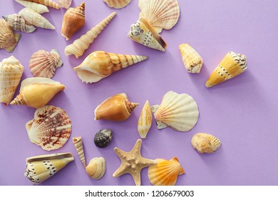 Different Sea Shells On Color Background Stock Photo 1206679003 ...