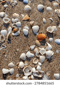 different seashells in the sand
