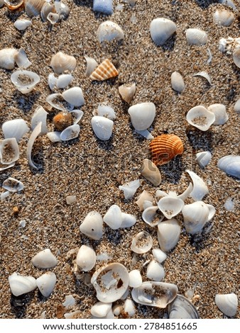 different seashells in the sand
