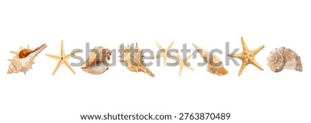 Different seashells and starfish arranged in a line, PNG
