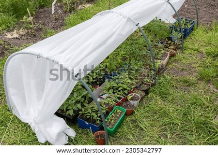 Different seedling planted in various pots and boxes placed in the simplest miniature domestic greenhouse in the form of low tunnel with hoops and covered with agro fiber