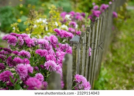 Similar – Astern Sommer Garten Natur