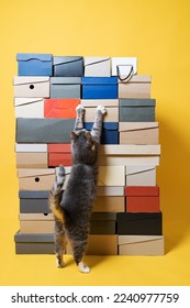 Different shoeboxes and a cat that hugs them, standing on its hind legs, on a yellow background. 