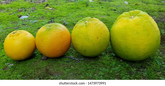 Different Sizes Types Oranges Row Outdoor Stock Photo 1473974021 ...