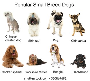 Different Small Breeds Dogs Together Isolated Stock Photo 350869691 ...