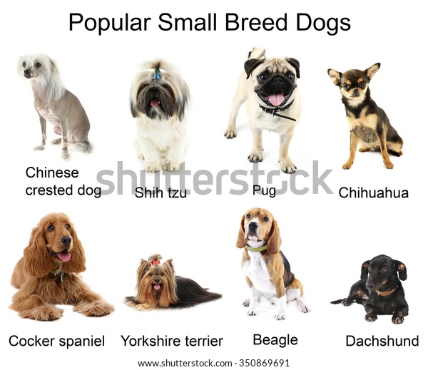 What classifies a small breed dog | poodleparent