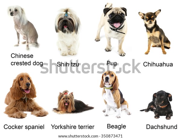 Different Small Breeds Dogs Together Isolated Stock Photo 350873471 ...