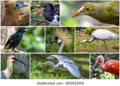 Different Species Of Birds In Photo Collage 