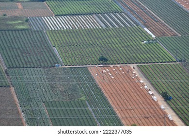 Different Species Of Plants Form Fields Of Different Colors.