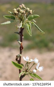 Different spring flowers