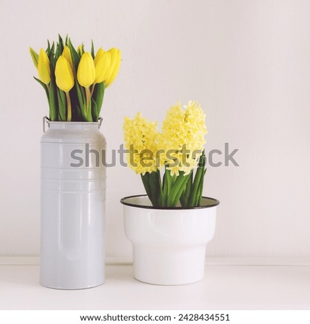 Different spring flowers in full bloom in vases and pots against white background. Copy space for text. Yellow tulip and hyacinth blossoms. 