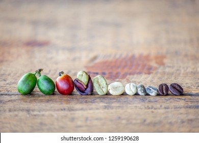 The Different Stages Of Coffee Beans 