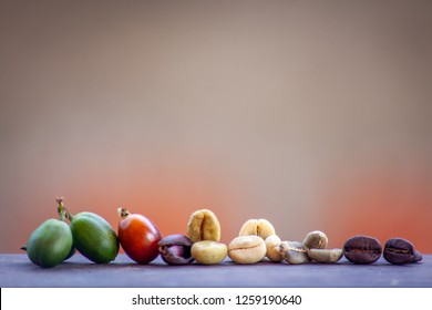 The Different Stages Of Coffee Beans 