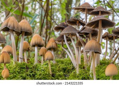 Different stages of the glistening inky cap (Coprinus micaceus) among the moss in the Prielenbos park in Zoetermeer