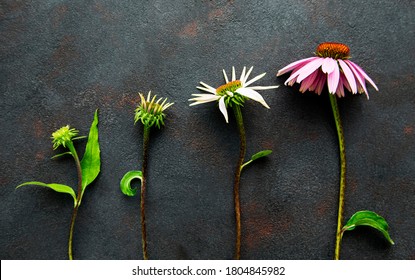 Different stages of growth of echinacea flower on a background of black concrete background