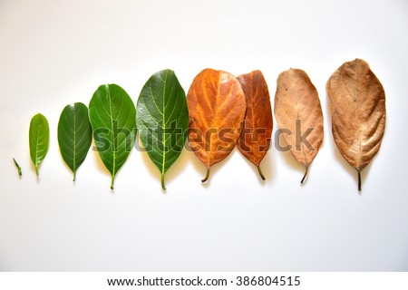 Different stages of life, Birth to death. Concept of aging, growth, death. Age and disease. Leaves of different age of jack fruit tree (Artocarpus heterophyllus) on white background. Cradle to grave.