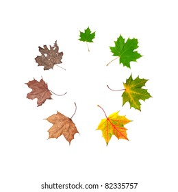 Different stages of life of a leaf symbolising the human life. Placed in circle, isolated on white