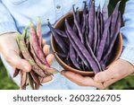 Different String beans bunch. Farmer hands harvesting in bowl pods organic fresh colorful purple violet green red asparagus bean harvest in garden close up