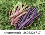 Different String beans bunch. Harvesting pods organic fresh colorful violet green red asparagus bean harvest on green grass in garden close-up