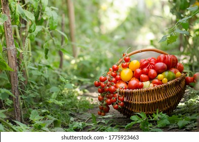 Different tomatoes in baskets near the greenhouse. Harvesting tomatoes in a greenhouse with copy space.