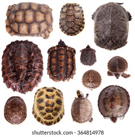Different Tortoiseshells isolated on the white background
