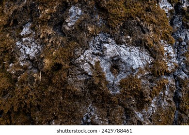 Different tree bark structure in the forest.