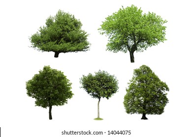 Collection Tree Isolated On White Background Stock Photo (Edit Now ...