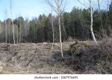 The different trees