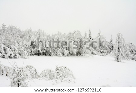 Similar – Foto Bild OH BÄUMEBAUM OH BÄUMEBAUM