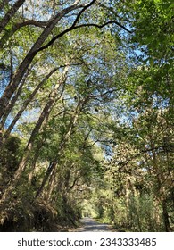Different trees in a forest. 