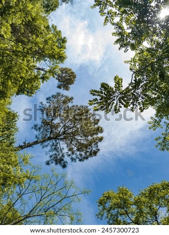 different trees with sky in the middle 