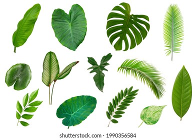 Different Tropical leaves isolated on white background.  - Shutterstock ID 1990356584